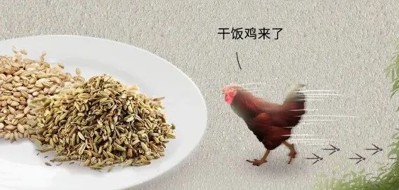 母鸡下蛋后为什么会咯咯叫，是因为屁股疼吗？