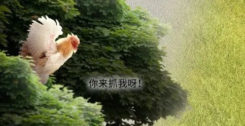 母鸡下蛋后为什么会咯咯叫，是因为屁股疼吗？