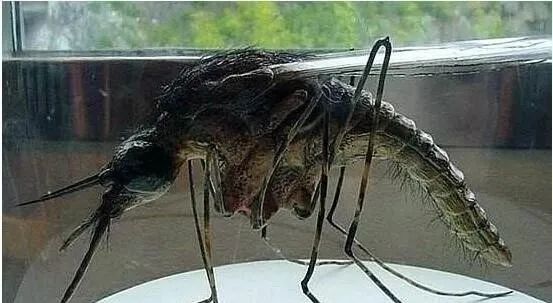 如果地球的氧气含量突然增加一倍，会发生什么？