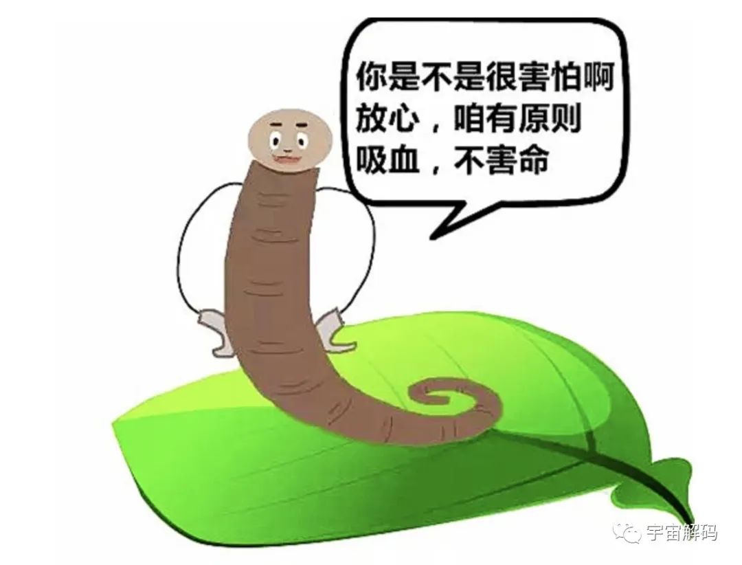水蛭如果不小心吃肚子里了，在人的肚子里还可以活吗？