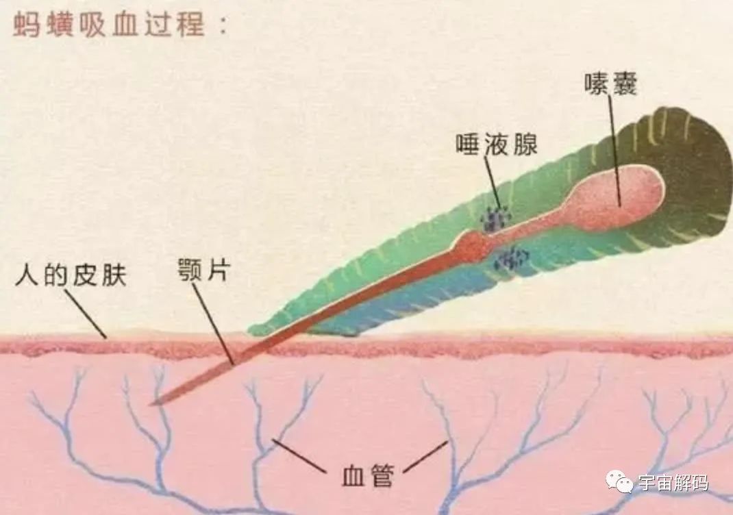 水蛭如果不小心吃肚子里了，在人的肚子里还可以活吗？