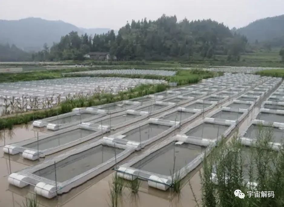 水蛭如果不小心吃肚子里了，在人的肚子里还可以活吗？