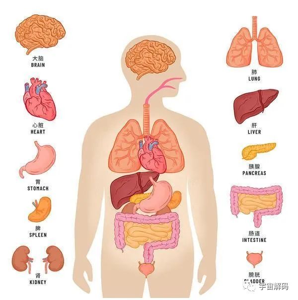 明明是最高等生物，人类生理结构却有很多不合理，为什么？