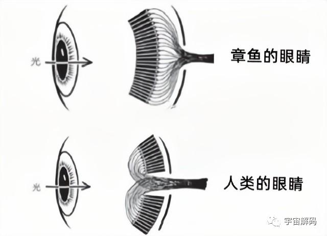 明明是最高等生物，人类生理结构却有很多不合理，为什么？
