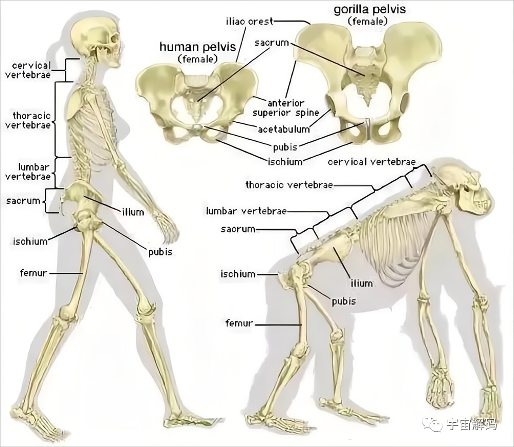 明明是最高等生物，人类生理结构却有很多不合理，为什么？