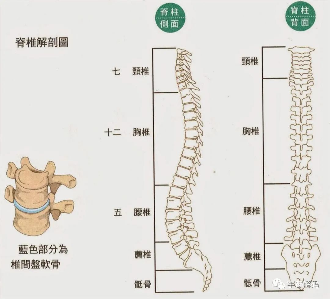 明明是最高等生物，人类生理结构却有很多不合理，为什么？