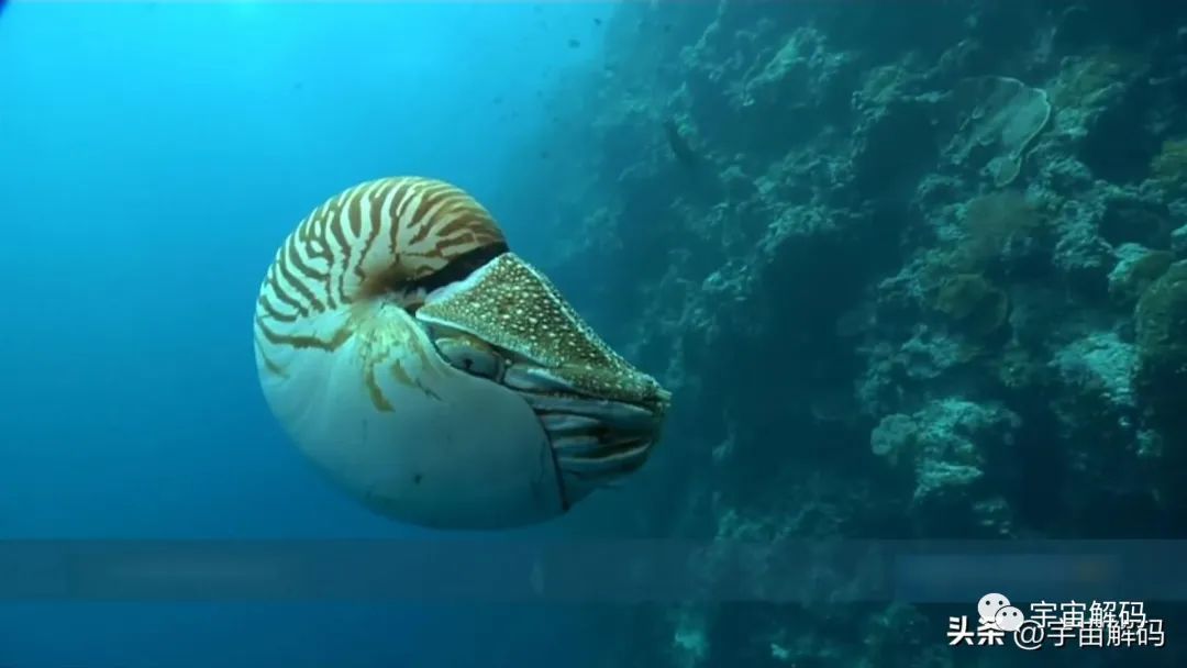 地球史上每6500万年一次的生物大灭绝，第六次已经拉开序幕