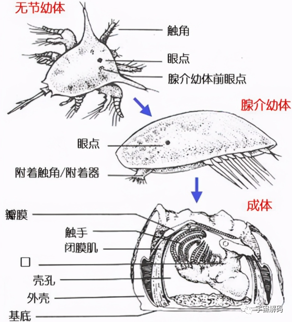 大白鲨的身上干干净净，可为什么鲸鱼身上，都是附着物呢？