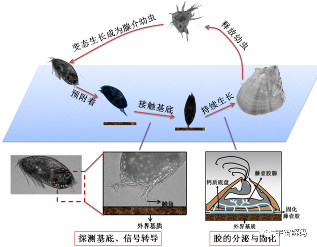 大白鲨的身上干干净净，可为什么鲸鱼身上，都是附着物呢？