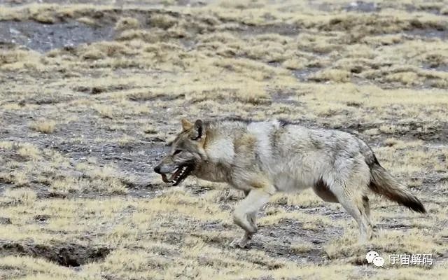 可可西里无人区有多恐怖？人类禁区，里面藏有很多可怕生物？