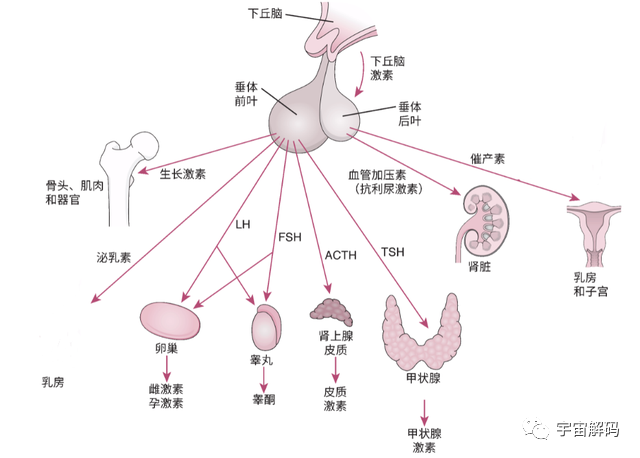 女航天员在太空中，怎么保护自己的隐私？