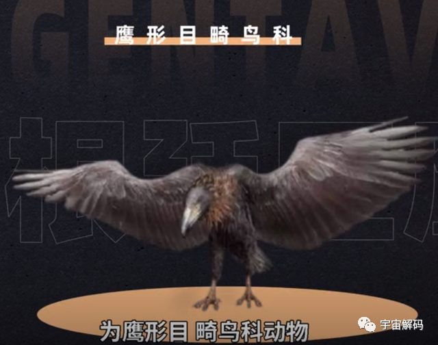 世界上最大的老鹰，身高超2米，可吃掉狮子，至今未发现其天敌