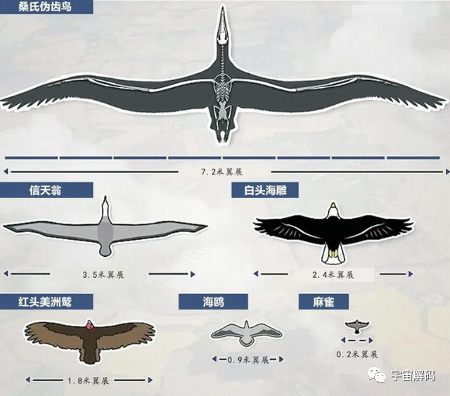 世界上最大的老鹰，身高超2米，可吃掉狮子，至今未发现其天敌
