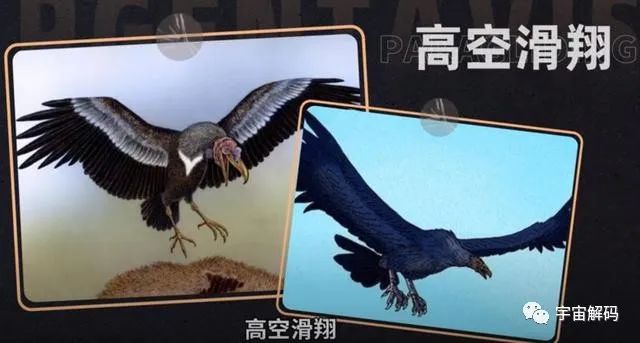 世界上最大的老鹰，身高超2米，可吃掉狮子，至今未发现其天敌