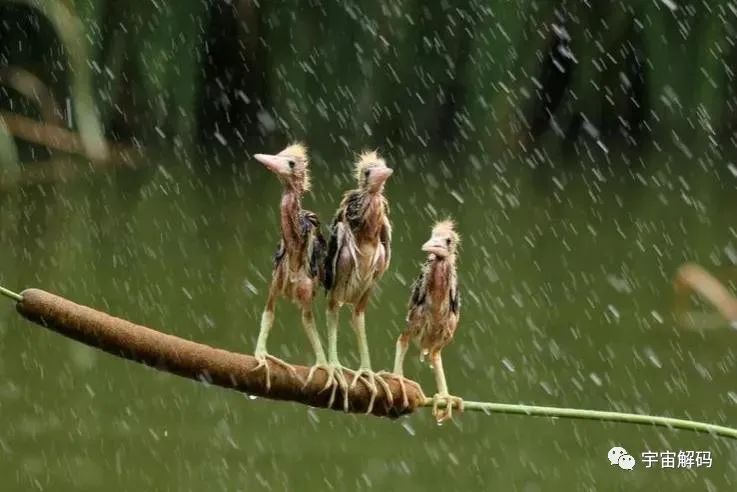 鸟累了可以睡在鸟窝，但是下雨了，它在哪里躲雨呢？
