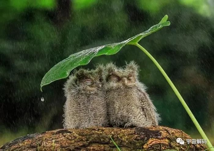 鸟累了可以睡在鸟窝，但是下雨了，它在哪里躲雨呢？