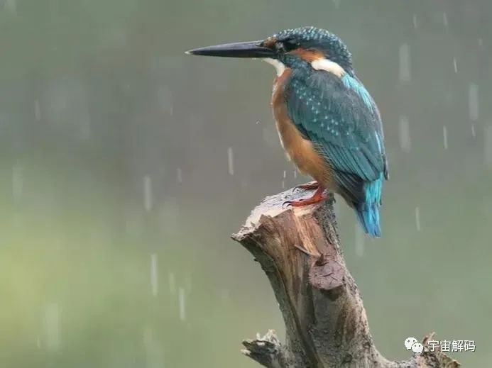 鸟累了可以睡在鸟窝，但是下雨了，它在哪里躲雨呢？