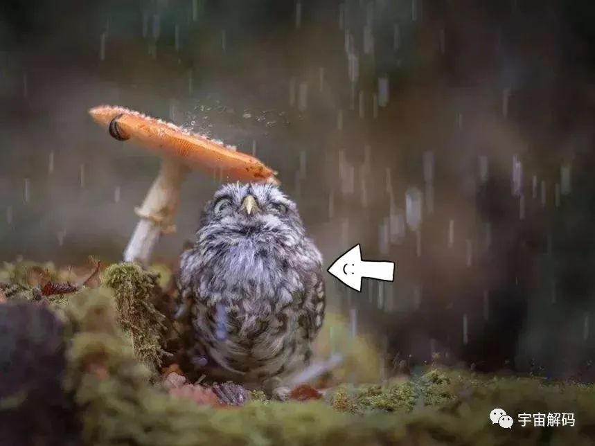 鸟累了可以睡在鸟窝，但是下雨了，它在哪里躲雨呢？