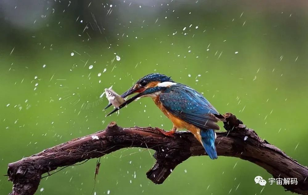 鸟累了可以睡在鸟窝，但是下雨了，它在哪里躲雨呢？