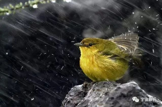 鸟累了可以睡在鸟窝，但是下雨了，它在哪里躲雨呢？