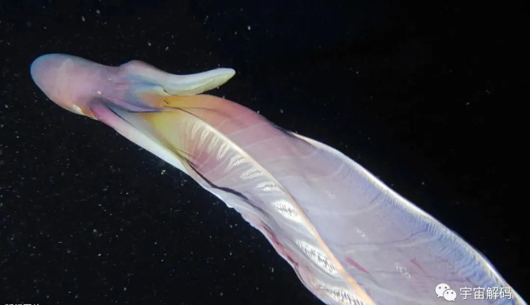 动物界差异如此大的夫妻，雌性体重是雄性的10000倍
