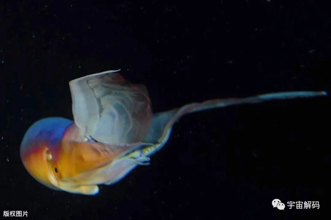 动物界差异如此大的夫妻，雌性体重是雄性的10000倍