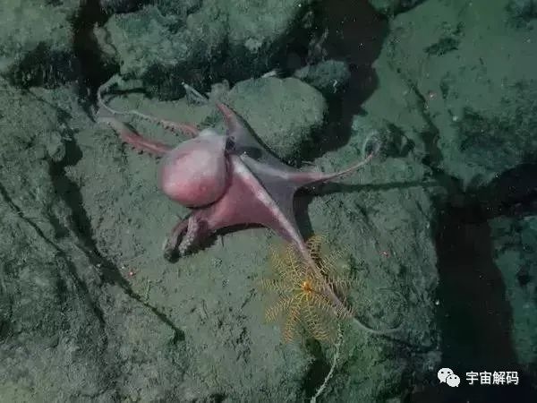 动物界差异如此大的夫妻，雌性体重是雄性的10000倍
