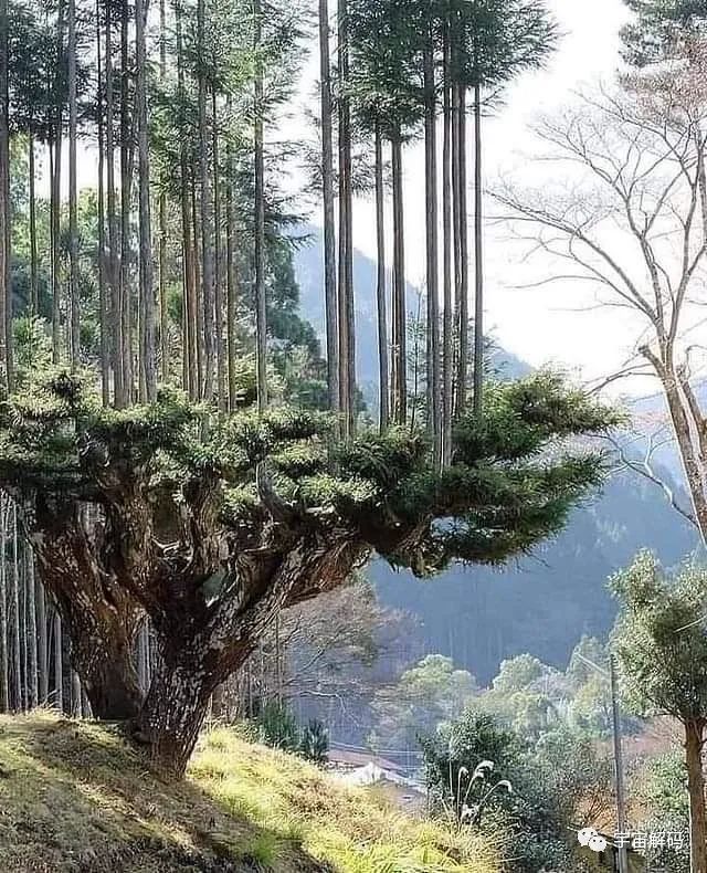 30张活久未见的照片:琥珀里1亿年前的蜜蜂,颜值最高的山羊