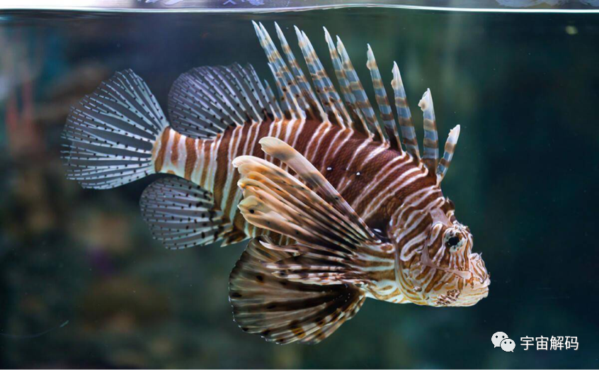 马里亚纳海沟深处有什么？