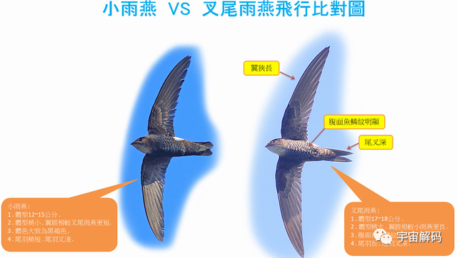 为什么鸟巢都是朝天而建，难道不怕风吹雨淋吗？