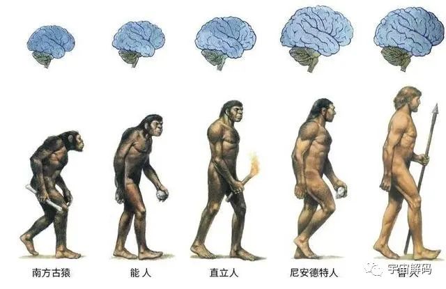 虱子与人类的“缠绵史”：与我们共存千万年，现在却很少见到了？
