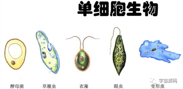 火星上有3个卤水湖？水如此丰富