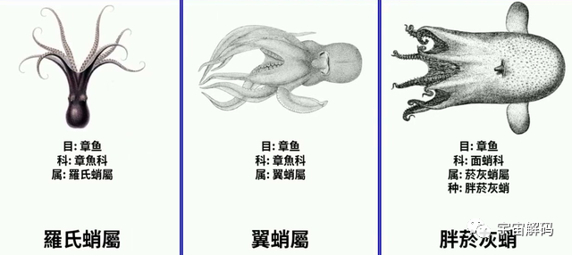 幸亏产卵后“自杀”，否则“海洋霸主”大概率就是它了