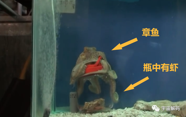 幸亏产卵后“自杀”，否则“海洋霸主”大概率就是它了