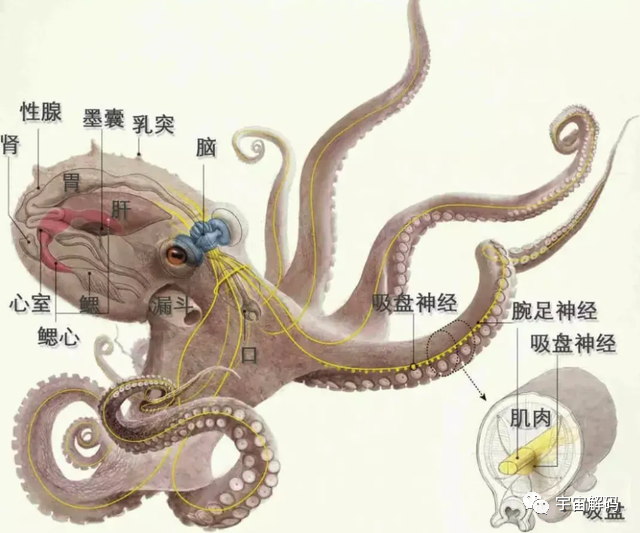 幸亏产卵后“自杀”，否则“海洋霸主”大概率就是它了