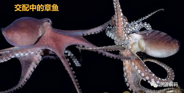 幸亏产卵后“自杀”，否则“海洋霸主”大概率就是它了