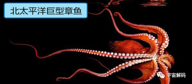 幸亏产卵后“自杀”，否则“海洋霸主”大概率就是它了