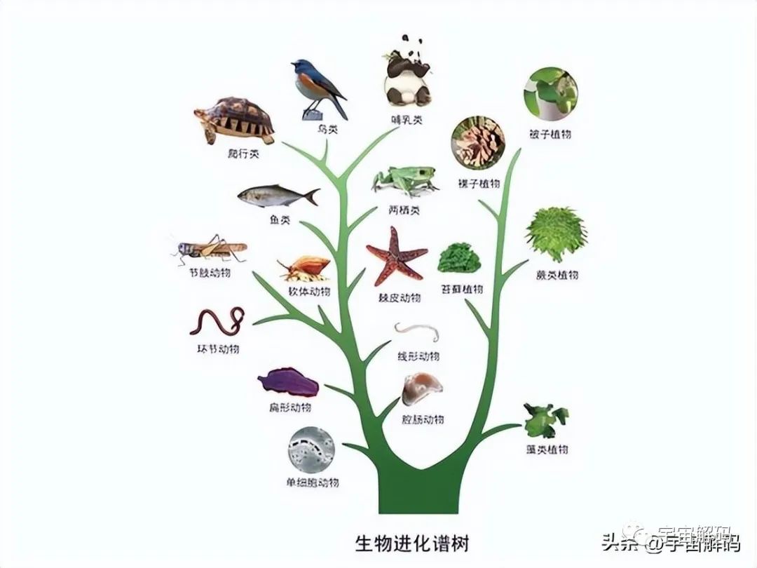 生命越复杂越脆弱，宇宙是孤独的，人类也是孤独的