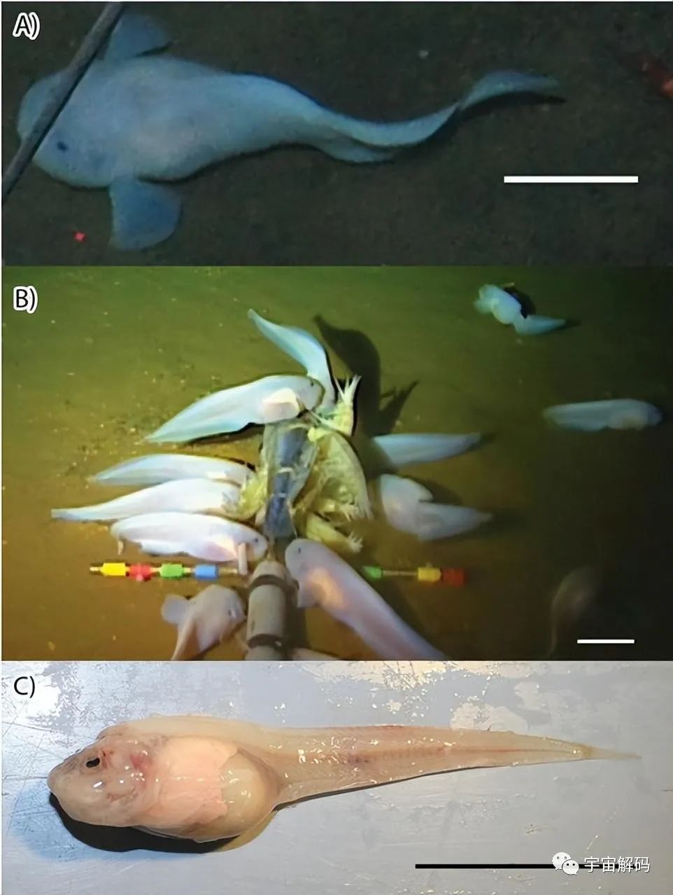 马里亚纳海沟的底部还有一座深渊：距海面10000多米