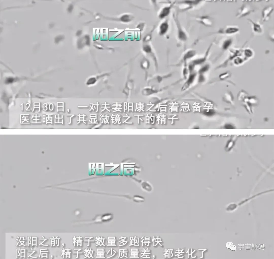 奥密克戎如何杀死你生殖细胞的？阳过以后，生殖细胞活动率仅剩2%