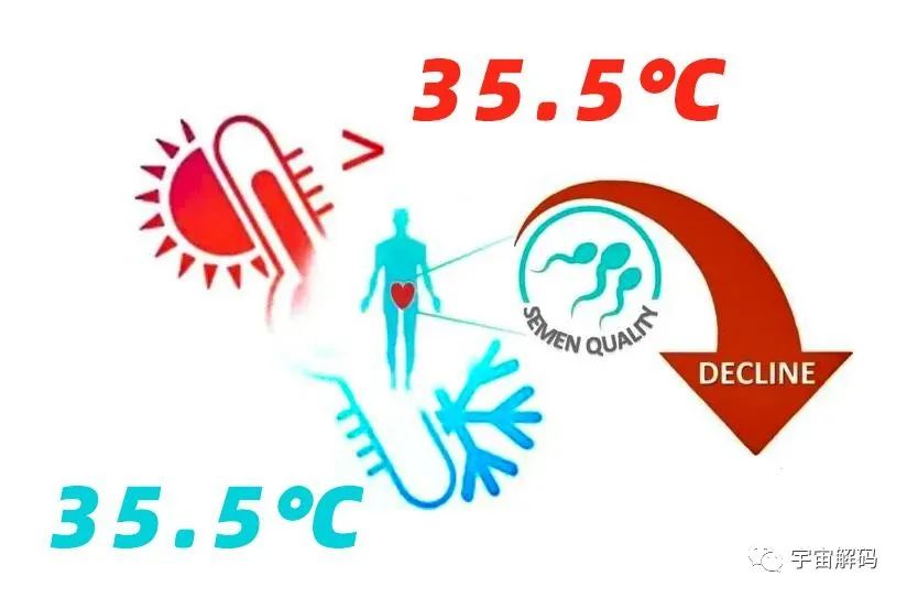 奥密克戎如何杀死你生殖细胞的？阳过以后，生殖细胞活动率仅剩2%