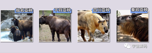 秦岭羚牛局部泛滥，伤害人类，可为何它的保护等级堪比大熊猫？