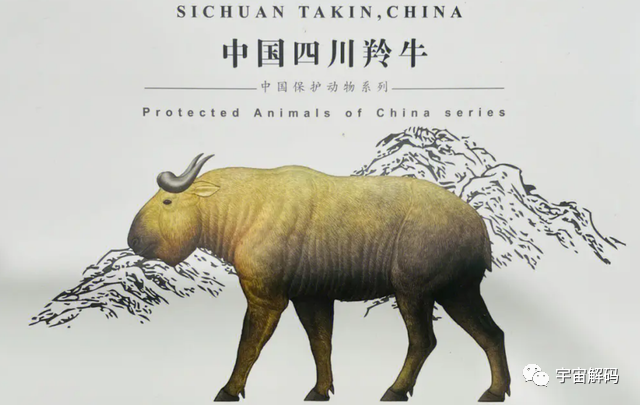 秦岭羚牛局部泛滥，伤害人类，可为何它的保护等级堪比大熊猫？