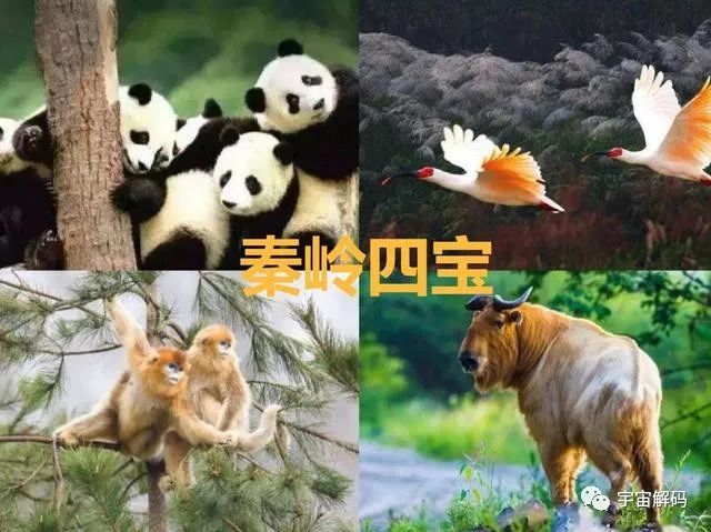 秦岭羚牛局部泛滥，伤害人类，可为何它的保护等级堪比大熊猫？