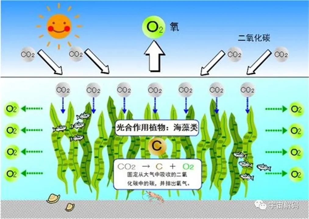 南大洋正疯狂吸碳，年吸碳量约比释放多5.3亿吨