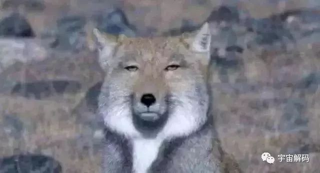 ​世界上十大长相可爱却不常见的动物，每一只都萌化了