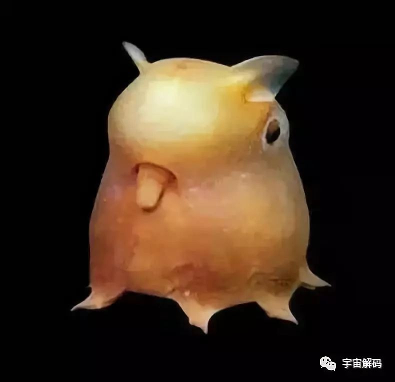 ​世界上十大长相可爱却不常见的动物，每一只都萌化了