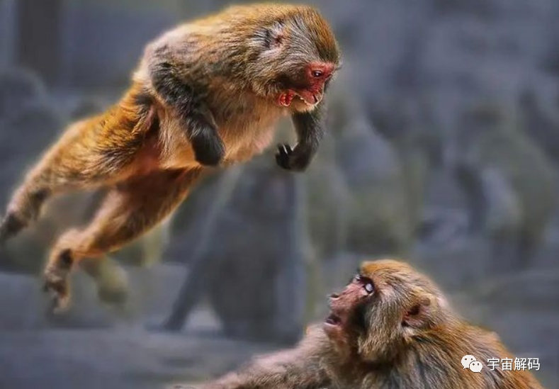 峨眉山“人猴大战”频发，猴王被击毙，猴子为何时常攻击游客？