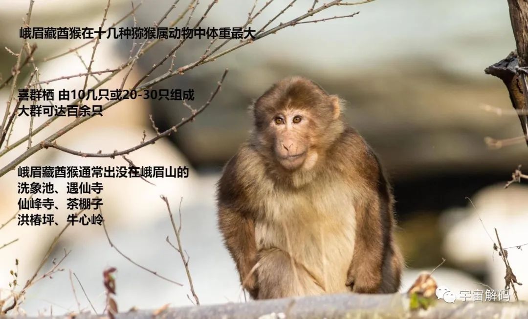峨眉山“人猴大战”频发，猴王被击毙，猴子为何时常攻击游客？