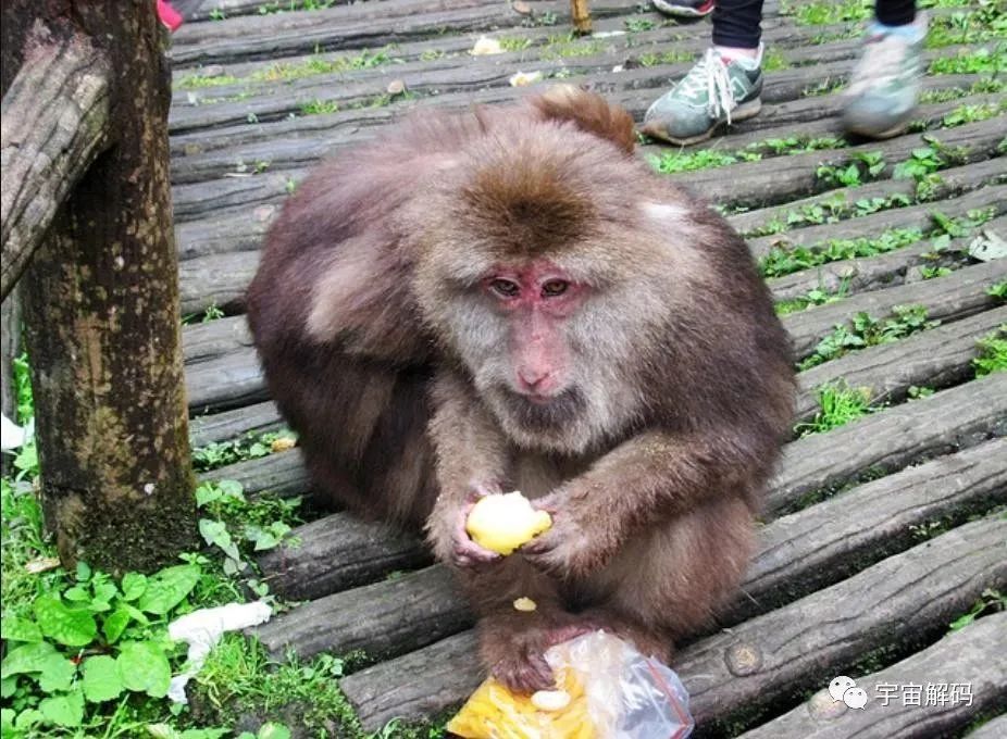 峨眉山“人猴大战”频发，猴王被击毙，猴子为何时常攻击游客？